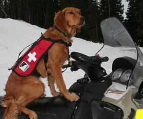 Copper Mountain has five rescue dogs that help ski patrol.