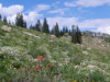 Catch wildflowers at Steamboat in summer. Photo by Chris Selby.