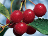 Traverse City cherries.