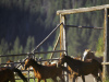 320 Guest Ranch features Big Sky activities.