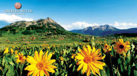 Wildflower season in Crested Butte.