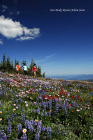 Hit the wildflower season at Sun Peaks. Photo: Sun Peaks Resort/Adam Stein.
