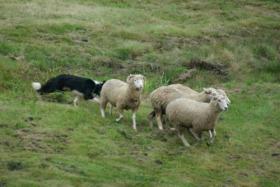 Sheep dog trials are always a crowd favorite at the Scottish Highland Games.