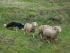 Sheep dog trials are always a crowd favorite at the Scottish Highland Games.