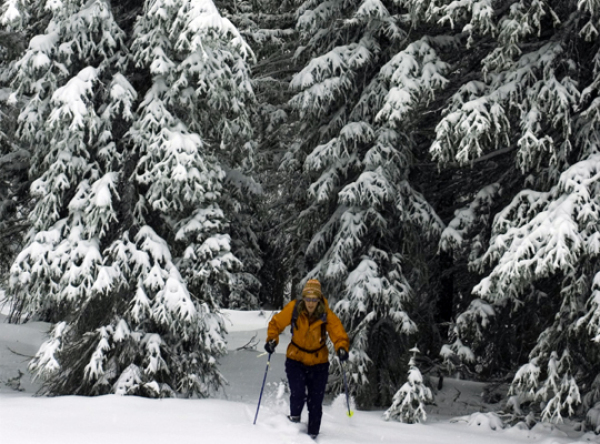 Cross-country skier glides through fresh snow.