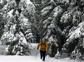 Cross-country skier glides through fresh snow.