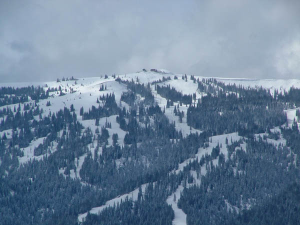 Troubled Tamarack
