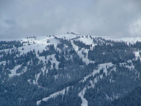 Troubled Tamarack