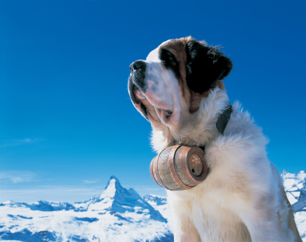 Home of the Saint Bernard, Valais (Swiss Tourism)