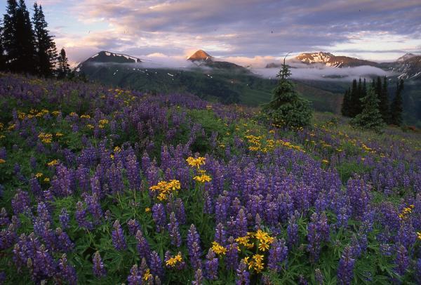 Wildflowers in Bear Basin, Colo. Photo by Jan Runge