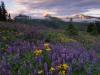 Wildflowers in Bear Basin, Colo. Photo by Jan Runge