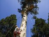 Kirkwood's tree-climbing rope course is open every weekend throughout the summer.