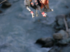 Fly above Fitzsimmons Creek at Whistler on a zipline. Photo courtesy of BC Tourism.