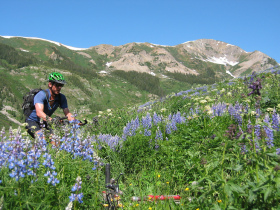 Biker riding through a field of lupins. Image by Gunnison-Crested Butte Tourism Association.