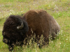 Hiking in Yellowstone yields opportunities to see bison. Photo courtesy of Travel Montana. 