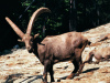 Ibex in Innsbruck Alpine Zoo (TVB Inns)