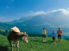Nordic walkers encounter a Braunvieh  (ST/Christof Schuerpf)