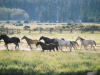 Vista Verde Ranch recpatures the sights and sounds and romance of the Old West.