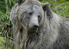 Watch wildlife from the safety of a Jackson movie theater. Photo courtesy NPS.