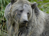 Watch wildlife from the safety of a Jackson movie theater. Photo courtesy NPS.