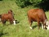 The pastoral way of life in the French Pyrenees.