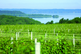 Chateau Grand Traverse vineyard view on Old Mission Peninsula.