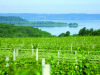 Chateau Grand Traverse vineyard view on Old Mission Peninsula.