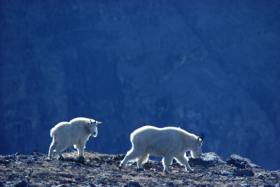 Mountain goats in Banff National Park. Photo courtesy of Travel Alberta.