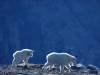 Mountain goats in Banff National Park. Photo courtesy of Travel Alberta.