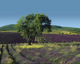 Lavender fields, Drome (Rhone-Alpes Tourisme)