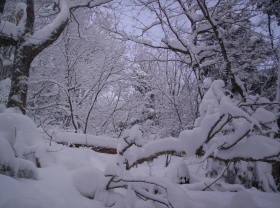 Killington - A tree run after