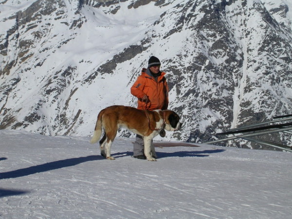 St. Bernard