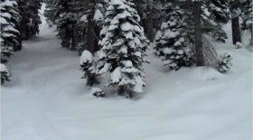 Squaw Valley - Powder in the trees