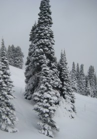 Jackson Hole - Trees   