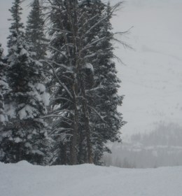 Jackson Hole - More Trees  