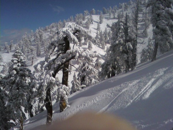view from lift towards tree runs