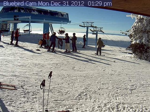 Top Bird Cam