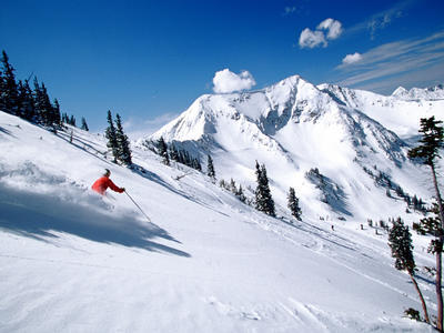 Bluebird Daze