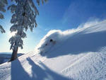 Alpine Meadows - Fresh Powder at Alpine