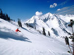 Snowbird - Bluebird Daze  