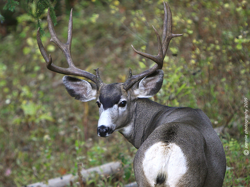 Big Buck at Crested Butte Mountain Resort : : : : : : : :
Hi All and Happy Friday! Today’s first shot is of a buck that was wandering around out in Prospect Thursday afternoon. It’s that time of the year when the bucks seem to migrate across Crested Butte Mountain . . . judging by his size and healthy appearance, this guy has learned a some tricks for out-witting hunters for a few deer seasons now.
: : : : : : : : Two more shots for you today . . .