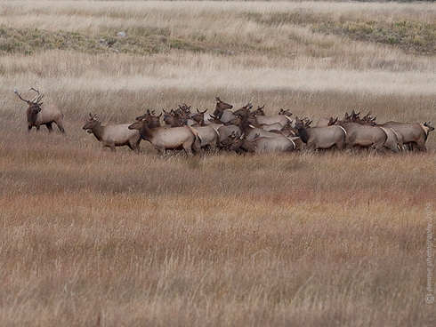 ‘Tis the Season in the Gunnison Country     : : : : : : : :   
This time of year, it’s not uncommon to see trucks pulled over on the shoulders of Hwy. 135, their occupants “glassing” some teeny specs of elk, way up on the valley walls.  The irony is that the elk are typically on private land (receiving little pressure from the folks in blaze orange), where the vast majority of hunters will never be able to get to them.  So the hunters can look, scope and glass all they want, but unless they have a special relationship with the land owner or can pay the big bucks for a ranch hunt, all they can do is look.  
     : : : : : : : :   But on Wednesday evening’s drive home I noticed several cars (most of them not big, 4x4 trucks with gun racks in the back windows and orange ball caps on the dashes) pulled off on the shoulders of the highway, so I started eye-balling the meadows along side the road, hoping to catch a glimpse of what everyone was watching.  Today’s shot is what they were checking out . . . this stout looking bull and his thirty-four-or-so girl friends.  If you’ve never watched a heard of completely untamed elk in person (not the ones you see hanging out for peanuts and photos in the national parks), they are neat to see.  Nervous, highly alert and never really standing still, this little herd seemed to ebb and flow like a liquid through the low areas of the pasture they were in.  I can see where it would take a good bit of concentration on the part of a hunter to single out one animal for harvesting in that mass.  The elk weren’t talking to each other much and were leery of vehicles pulled over, watching them.  Seeing this herd was a nice treat to wrap up the day with.  
     : : : : : : : :   One more shot for you today . . .

