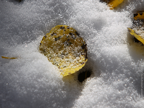 Crunchy Leaves in the Frosty Snow : : : : : : : :
Hi All and Happy Friday! Thursday saw the Crested Butte area with maybe an inch of new snow from the valley floor to the high peaks and snow showers late Wednesday and early Thursday morning. We even had icy road conditions from just south of River Land through Crested Butte and up to Mt. CB. Friday’s shot is of a bit of aspen foliage amid the whiteness. After Wednesday’s big winds, Crested Butte’s color is pretty much wrapped up for the season. While the other side of Kebler Pass may have held on to its flora, the landscape around here was stripped to its browns and grays that will be with us until Old Man Winter asserts his presence, probably later this month.
: : : : : : : : At about six-thirty Thursday morning, my wife pointed out a medium-sized bear walking through our back yard in CB South. The bruin strolled over to the rental property next door, sniffed around their porch a little and then moseyed on. Unfortunately, the scene was a little shy of light for my camera. Yeah, the bears have definitely become a common nuisance in the upper part of the valley, but at this point I still enjoy seeing them.
: : : : : : : : Friday and Saturday are forecasted to be mostly sunny, but conditions look to deteriorate on Sunday. While there’ll probably be some dry single track out there for us, it’s starting to be that time of year when we either head to Hartman Rocks in Gunnison for the single track, or pop in the ski movies and starting prepping our boards for powder. Either way, I’m ready for a couple of days off . . . hopefully you’re headed for some R & R, as well. Have a good one out there and we’ll see you next week.
