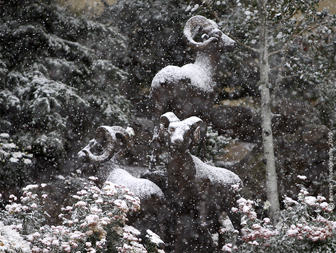 Another Day of Snow and Moisture in Crested Butte       : : : : : : : :   
Wednesday saw big, fat, fluffy flakes of snow falling in Mt. Crested Butte, especially around the noon hour.  Today’s shot is of the Elevation Hotel and Spa bronze wildlife enjoying our moist late fall weather.  By mid afternoon, the snow turned to rain and our cloud cover began thinning out.  Glimpses of the upper mountain through breaks in the clouds showed our ski runs covered with pristine whiteness.  I’m curious to see how much snow we pulled in up there.  
       : : : : : : : :   The forecast shows today being the front end of a clearing trend that may even carry us through the weekend.  We’re looking at the possibility of sun and sixty degrees for Saturday and Sunday, so there may yet be a little indian summer on the way.  I hope your Thursday’s gliding right along—have a good one.  
